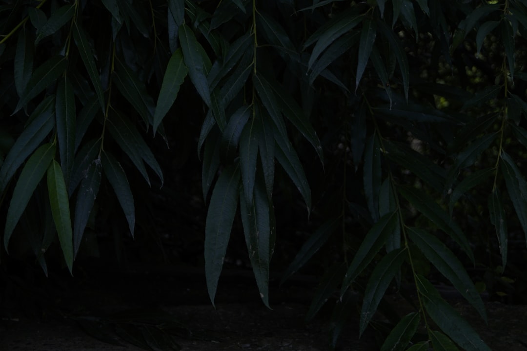 A cat sitting on the ground in front of a tree